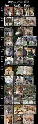 wolveswolves wolf comparison chart by hdevers a very handy