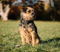 Image result for border teriér