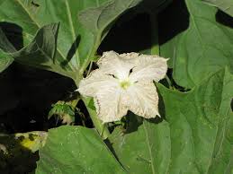 Image result for Lagenaria