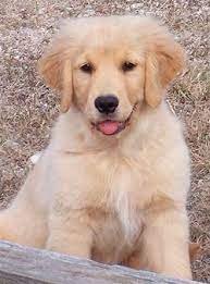Dfw Golden Retriever Breeders Dallas Fort Worth Texas Golden Retriever Breeder Golden Retriever Dogs Golden Retriever
