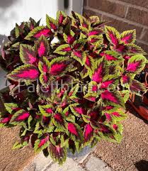 Image result for Coleus maculosus