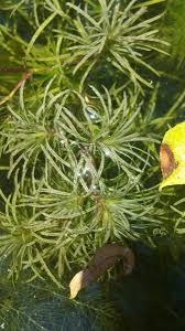 Image result for Najas