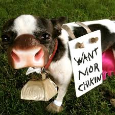 Read on to learn everything about this adorable breed, from lifespan to energy level. 9 Amazing And Hilarious Dog Costumes For Funny Dogs