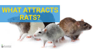 Tips for avoiding rats in your compost. 5 Reasons Rats Are Attracted To Your House Essential Home And Garden