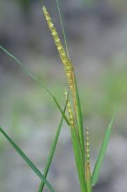 Image result for Coelorachis