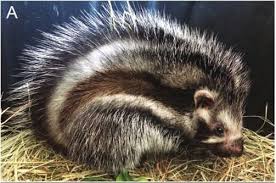 Image result for Acokanthera schimperi