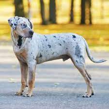 Catahoula Leopard Dog Dog Breed Everything About Catahoula Curs