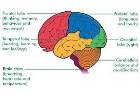 How Many Parts Is The Human Brain Divided Into Is One Of The Parts The Hind Brain Socratic Brain Anatomy And Function Brain Lobes Human Brain