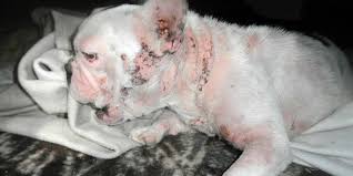 Le trafic d'animaux n'existe pas que dans les mauvais films, c'est une réalité à laquelle il faut faire face. Maltraitance Animale En Tchequie Voici Les Chenils De La Mort Dh Les Sports