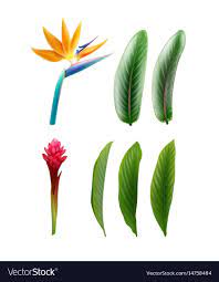 Bird Of Paradise And Red Ginger Royalty Free Vector Image Affiliate Red Ginger Bird Para Birds Of Paradise Flower Vector Free Botanical Illustration