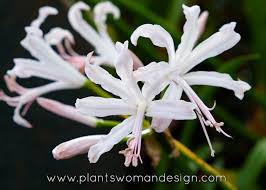 Image result for Nerine