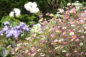 Image result for Erigeron karvinskianus