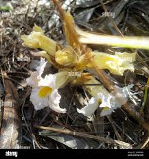 Image result for Harveya