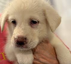 Peaches loves camping!🍑