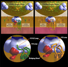Maraviroc binds deep in the receptor pocket and locks the. Hiv Tropism