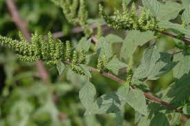 Image result for Amaranthus hybridus