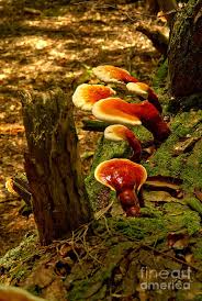 Image result for Ganoderma tsugae