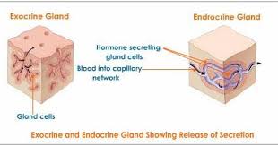 Pin On Chapter 5 Histology