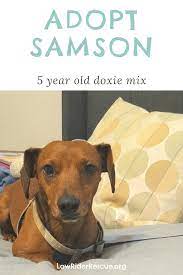 Adopt Samson Dachshund Mix Rescuedog Dachshund Lowrider Adopt Dogs Adoptadog Petadoption Dachshund Mix Dachshund Training Dachshund Rescue