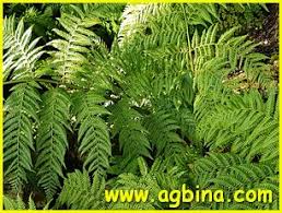 Image result for Cyathea mildbraedii