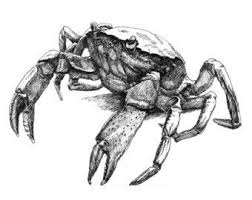 May 06, 2021 · images to draw a crab. A Grasshopper 11x8 5 Pen Drawing Print From Original Holiday Etsy Crab Tattoo Pen Drawing Drawing Prints