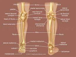Leg Bones Medical Illustration Leg Bones Leg Muscles Diagram Leg Anatomy