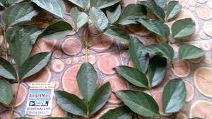 100 Gambar Daun Lanang Hd Gambar Pixabay