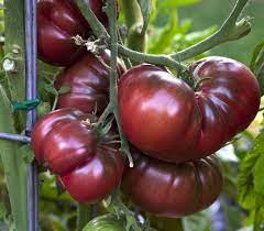 It shows the plant size, fruit size. Black Krim Tomato Seeds Organic Heirloom Non Gmo Rare Russian Black Krim Powergrow Systems Pack Of 30 Seeds Vegetables Patio Lawn Garden Migalio Com