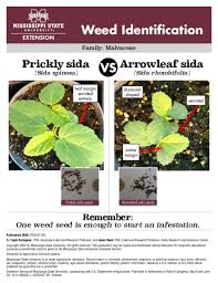 Image result for Sida spinosa