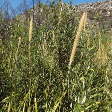 Image result for Setaria sphacelata