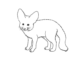 Henceforth, we need to be smarter and draw the tail along with the body. Easy Drawing Of Fennec Fox Novocom Top