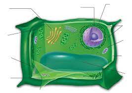 Plant cell labeled simple, hd png download. 35 Plant Cell Without Label Labels Database 2020