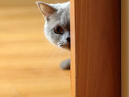 Your cat should be adjusted to its new. I M Adopting A Cat Now What Petfinder