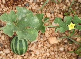 Image result for Eureiandra sp. A