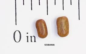 Image result for Sesbania goetzei