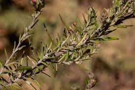 Image result for Athrixia