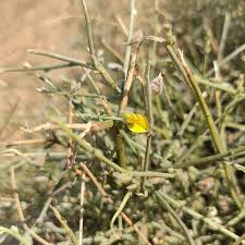 Image result for Crotalaria barkae