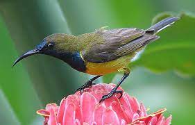 Pin Su Birds Animals Of Singapore