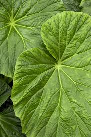 Image result for Begonia macrocarpa