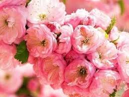 Image result for mandloň trojlaločná