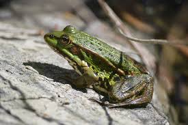 Check spelling or type a new query. Lyagushka Grand Admiral Resort Spa