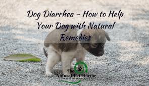 Dog Diarrhea How To Help Your Dog With Natural Remedies The Natural Pet Doctor Holistic Veterinarian
