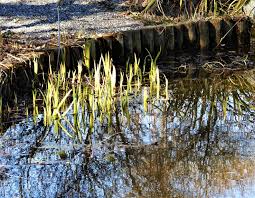 Image result for Wiesneria