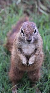 Hd wallpapers and background images. Cape Ground Squirrel Iphone Lockscreen Background Phone Wallpaper Brown Hands Fan Tail Alert Rodent Look Pikist