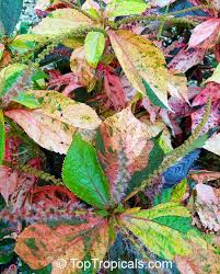 Image result for Acalypha chirindica