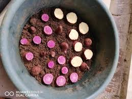 Proses membuat kerisik kerisik kelapa. Hirisan Keledek Itu Cara Sempoi Nak Tanam Agar Cepat Bertunas Keluarga