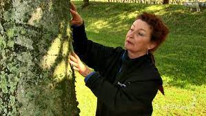 How do you get rid of fungus on palm trees? What Is The Stuff Growing On The Side Of My Tree Ask Brightview