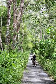 Since it's in the thick of the jungle, you'll only see a canopy of leaves when you look down. Dev S Adventure Tours Nature Cycling Jungle Trekking Mangrove Kayaking In Langkawi Malaysia Adventure Tours Southeast Asia Travel Langkawi