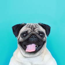 Download english bulldog dog wallpaper apk latest version 2 0 for. 54 Pug Ideas Pugs Pug Love Pug Art