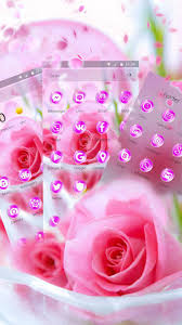 2066 317 rose flower love. Pink Beautiful Rose Love Theme Fur Android Apk Herunterladen